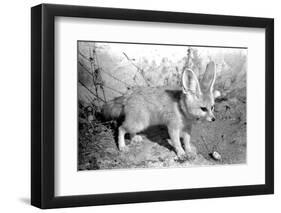 Rommella the desert fox February 1972-Staff-Framed Photographic Print