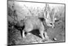 Rommella the desert fox February 1972-Staff-Mounted Photographic Print