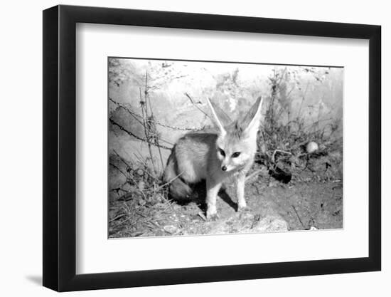 Rommella the desert fox February 1972-Staff-Framed Photographic Print