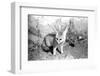 Rommella the desert fox February 1972-Staff-Framed Photographic Print