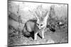 Rommella the desert fox February 1972-Staff-Mounted Photographic Print