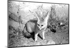 Rommella the desert fox February 1972-Staff-Mounted Photographic Print