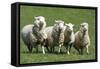 Romney Flock of Sheep, New Zealand-David Noyes-Framed Stretched Canvas