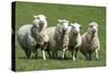 Romney Flock of Sheep, New Zealand-David Noyes-Stretched Canvas