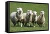 Romney Flock of Sheep, New Zealand-David Noyes-Framed Stretched Canvas