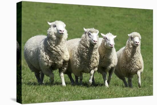 Romney Flock of Sheep, New Zealand-David Noyes-Stretched Canvas