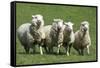 Romney Flock of Sheep, New Zealand-David Noyes-Framed Stretched Canvas