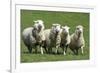 Romney Flock of Sheep, New Zealand-David Noyes-Framed Premium Photographic Print
