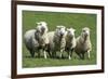 Romney Flock of Sheep, New Zealand-David Noyes-Framed Premium Photographic Print