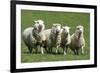 Romney Flock of Sheep, New Zealand-David Noyes-Framed Premium Photographic Print