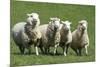 Romney Flock of Sheep, New Zealand-David Noyes-Mounted Premium Photographic Print