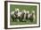 Romney Flock of Sheep, New Zealand-David Noyes-Framed Photographic Print