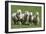 Romney Flock of Sheep, New Zealand-David Noyes-Framed Photographic Print