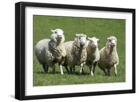 Romney Flock of Sheep, New Zealand-David Noyes-Framed Photographic Print