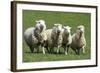Romney Flock of Sheep, New Zealand-David Noyes-Framed Photographic Print