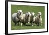 Romney Flock of Sheep, New Zealand-David Noyes-Framed Photographic Print