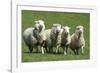 Romney Flock of Sheep, New Zealand-David Noyes-Framed Photographic Print