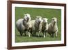 Romney Flock of Sheep, New Zealand-David Noyes-Framed Photographic Print