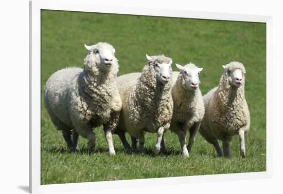 Romney Flock of Sheep, New Zealand-David Noyes-Framed Photographic Print