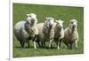 Romney Flock of Sheep, New Zealand-David Noyes-Framed Photographic Print