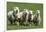 Romney Flock of Sheep, New Zealand-David Noyes-Framed Photographic Print