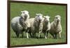 Romney Flock of Sheep, New Zealand-David Noyes-Framed Photographic Print