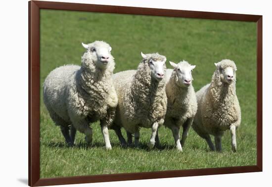 Romney Flock of Sheep, New Zealand-David Noyes-Framed Photographic Print