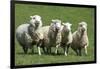 Romney Flock of Sheep, New Zealand-David Noyes-Framed Photographic Print