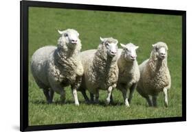 Romney Flock of Sheep, New Zealand-David Noyes-Framed Photographic Print