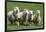 Romney Flock of Sheep, New Zealand-David Noyes-Framed Photographic Print