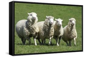 Romney Flock of Sheep, New Zealand-David Noyes-Framed Stretched Canvas