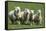 Romney Flock of Sheep, New Zealand-David Noyes-Framed Stretched Canvas