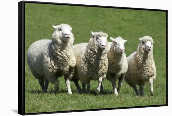 Romney Flock of Sheep, New Zealand-David Noyes-Framed Stretched Canvas