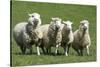 Romney Flock of Sheep, New Zealand-David Noyes-Stretched Canvas