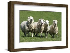 Romney Flock of Sheep, New Zealand-David Noyes-Framed Photographic Print