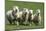Romney Flock of Sheep, New Zealand-David Noyes-Mounted Photographic Print