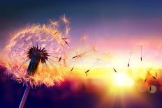 Dandelion to Sunset - Freedom to Wish-Romolo Tavani-Photographic Print