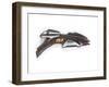 Romulan Shotgun Weapon, Made for 'Star Trek: Deep Space Nine', C.1993-null-Framed Giclee Print