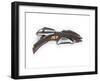 Romulan Shotgun Weapon, Made for 'Star Trek: Deep Space Nine', C.1993-null-Framed Giclee Print