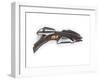 Romulan Shotgun Weapon, Made for 'Star Trek: Deep Space Nine', C.1993-null-Framed Giclee Print