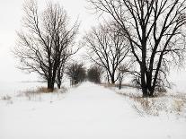 Trees and Drifted Road-Ron Chapple-Photographic Print