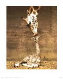 Giraffe, First Kiss-Ron D'Raine-Art Print