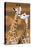 Giraffe, First Kiss-Ron D'Raine-Laminated Art Print