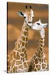 Giraffe, First Kiss-Ron D'Raine-Mounted Art Print