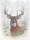 Deer Buck Portrait-Ron Jenkins-Art Print