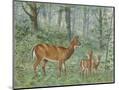 Wood Mount