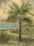 Island Palm IV-Ron Jenkins-Art Print