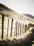 Old Wire Barbed Wire Fencing In The Afternoon Sun Along Panoche Road In San Benito County-Ron Koeberer-Photographic Print