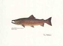 Sockeye Fish-Ron Pittard-Art Print