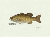 Bluegill Fish-Ron Pittard-Art Print